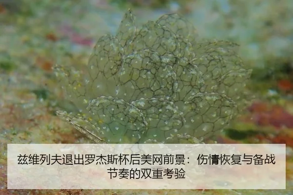 zi-wei-lie-fu-tui-chu-luo-jie-si-bei-hou-mei-wang-qian-jing-shang-qing-hui-fu-yu-bei-zhan-jie-zou-de-shuang-chong-kao-3-366.jpg